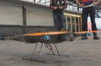 ���� �����