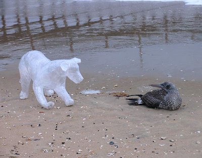 ���� ��������