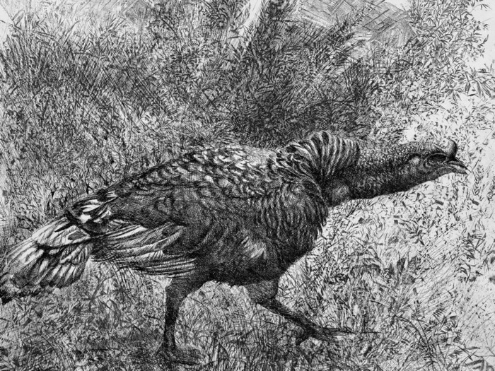 �������� �������