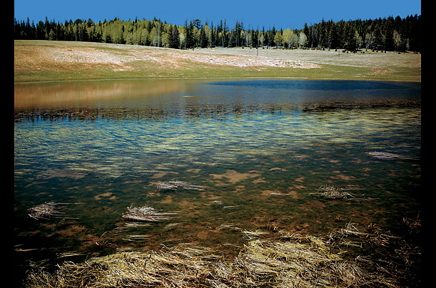 ����� �����