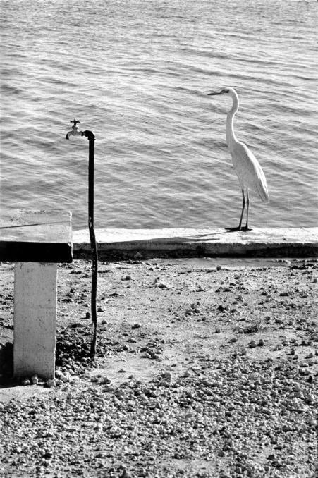 ������� ������