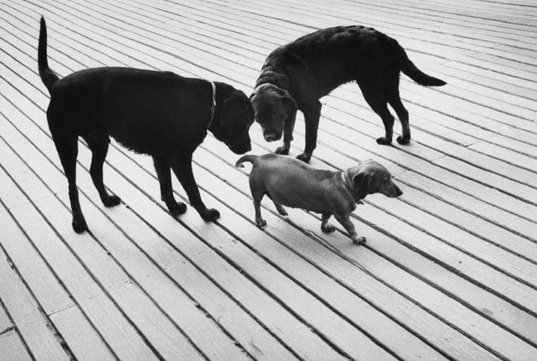 ������� ������