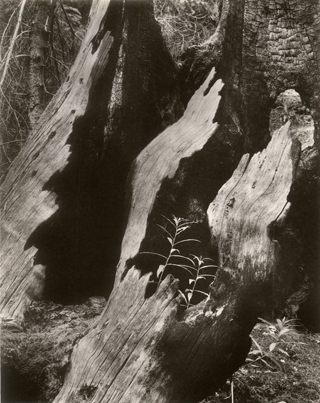 ������ �����