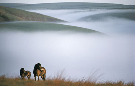 ��� �����