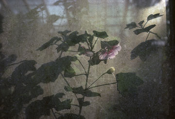 ��� �����