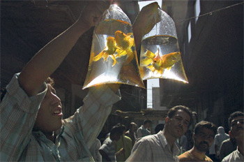 ������ ����������