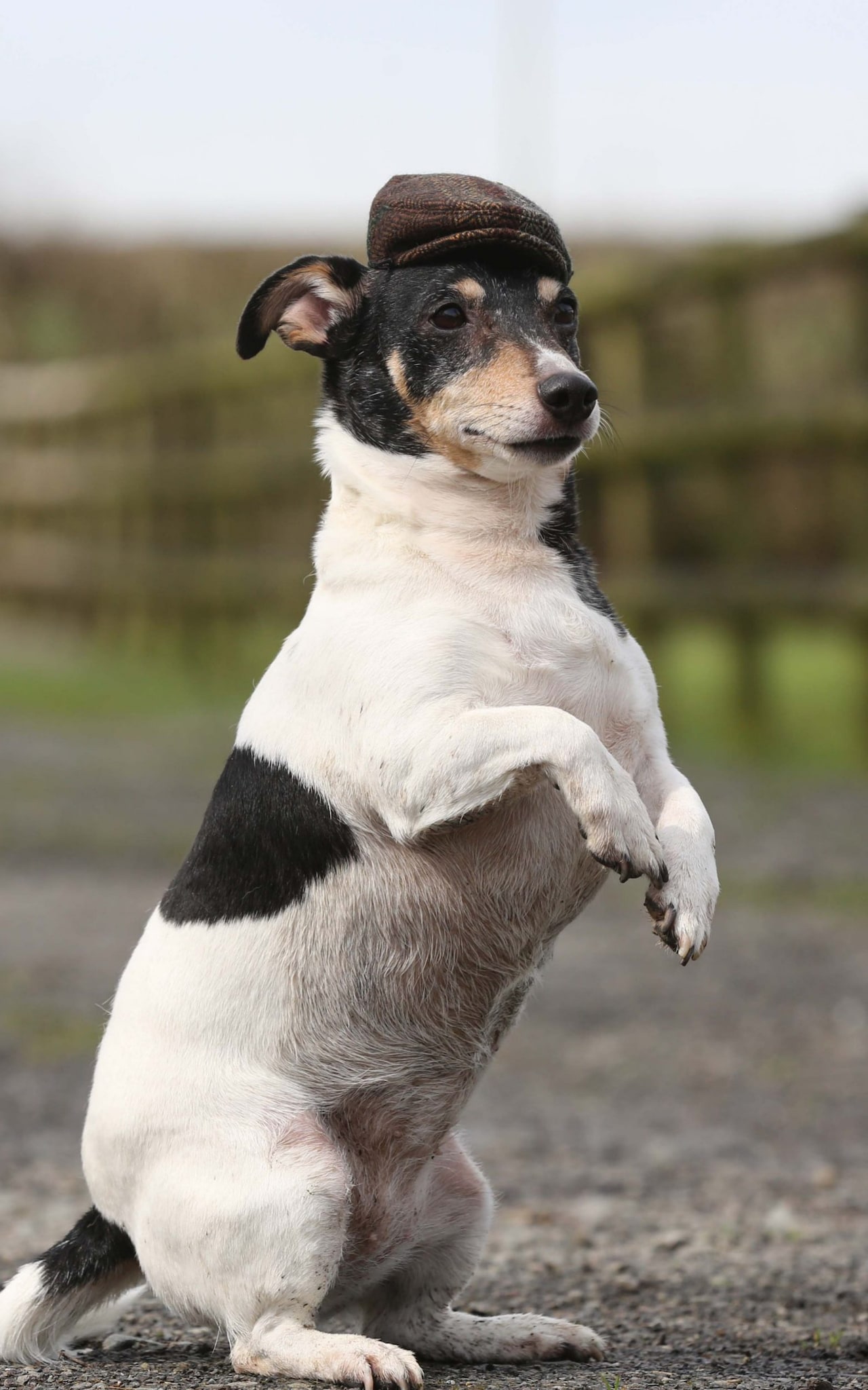 ������ ������ - ���������� �� ������� �����