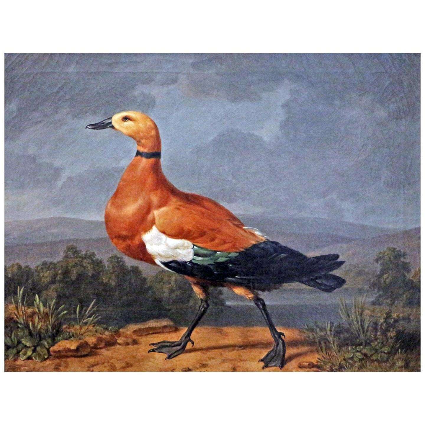  Johann Heinrich Wilhelm Tischbein. Anatra. 1780. Reggia di Caserta