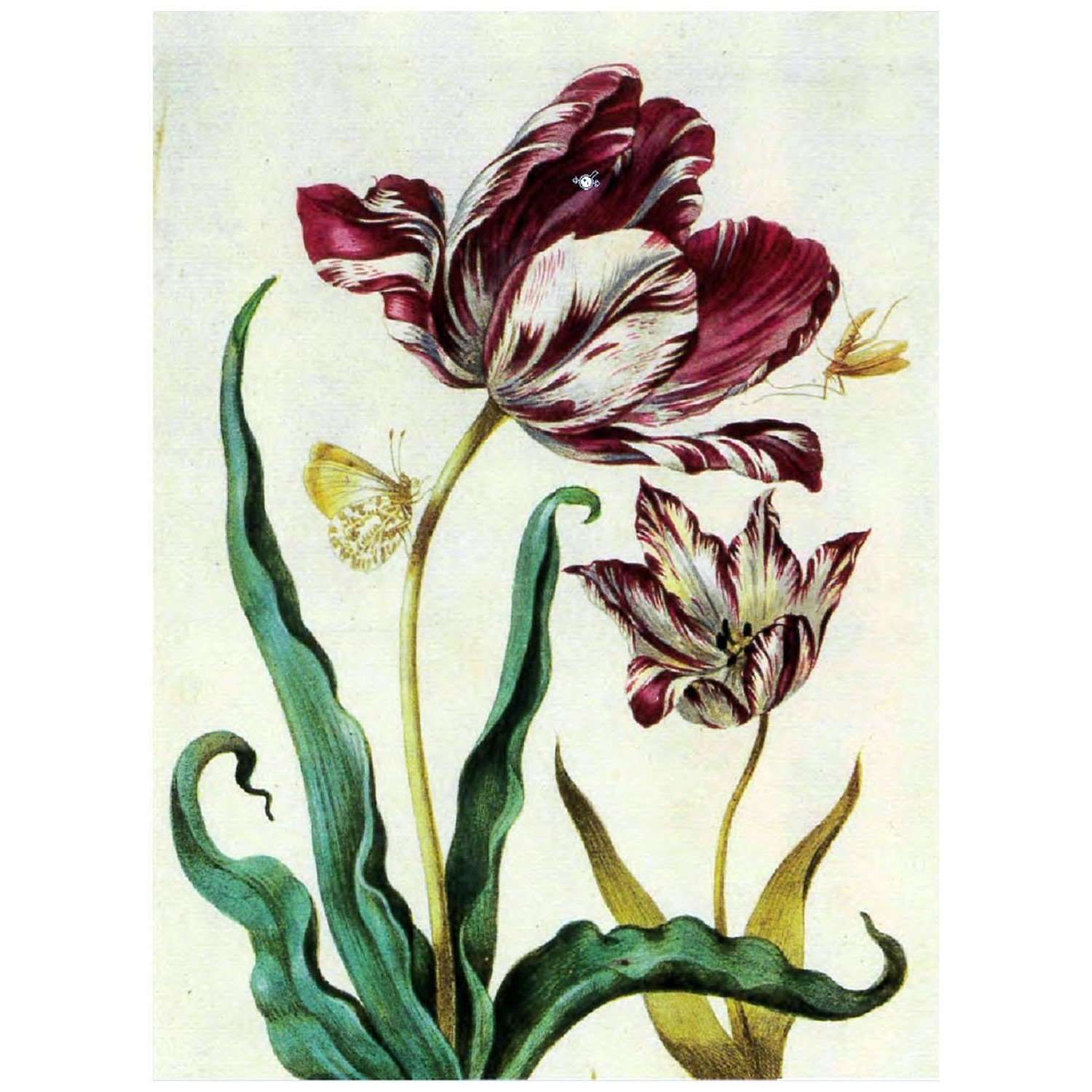  Maria Sibylla Merian. Neue Blumenbuch, Tulipe. 1675. Saxon Universitat Dresden