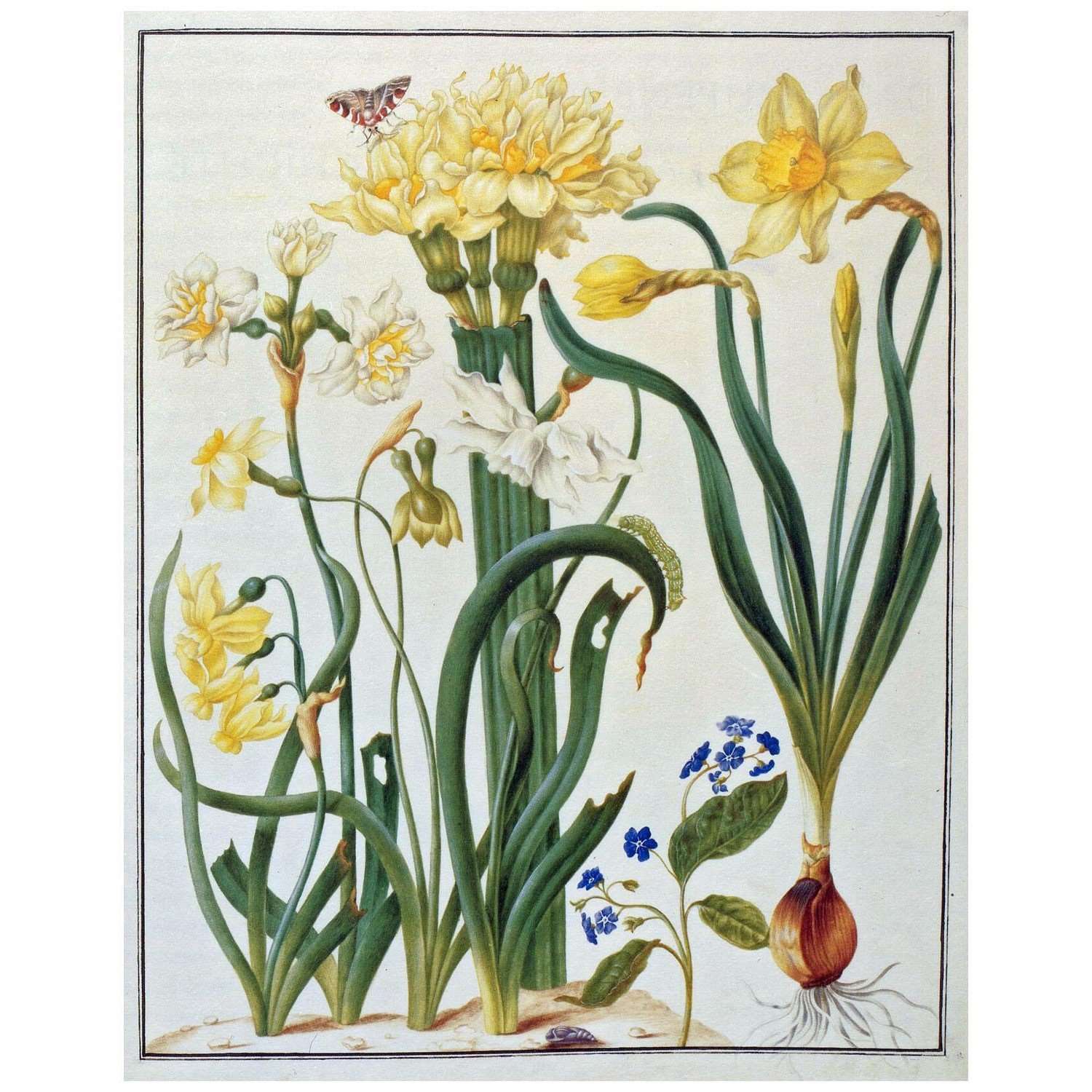  Maria Sibylla Merian. Narzissen. 1679. Archiv der Akademie Sankt-Petersburg