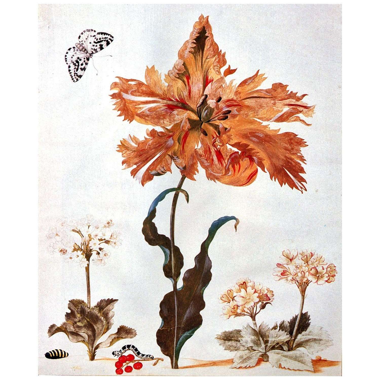  Maria Sibylla Merian. Der Raupenbuch, XXXI. 1679. Universitat Nurnberg