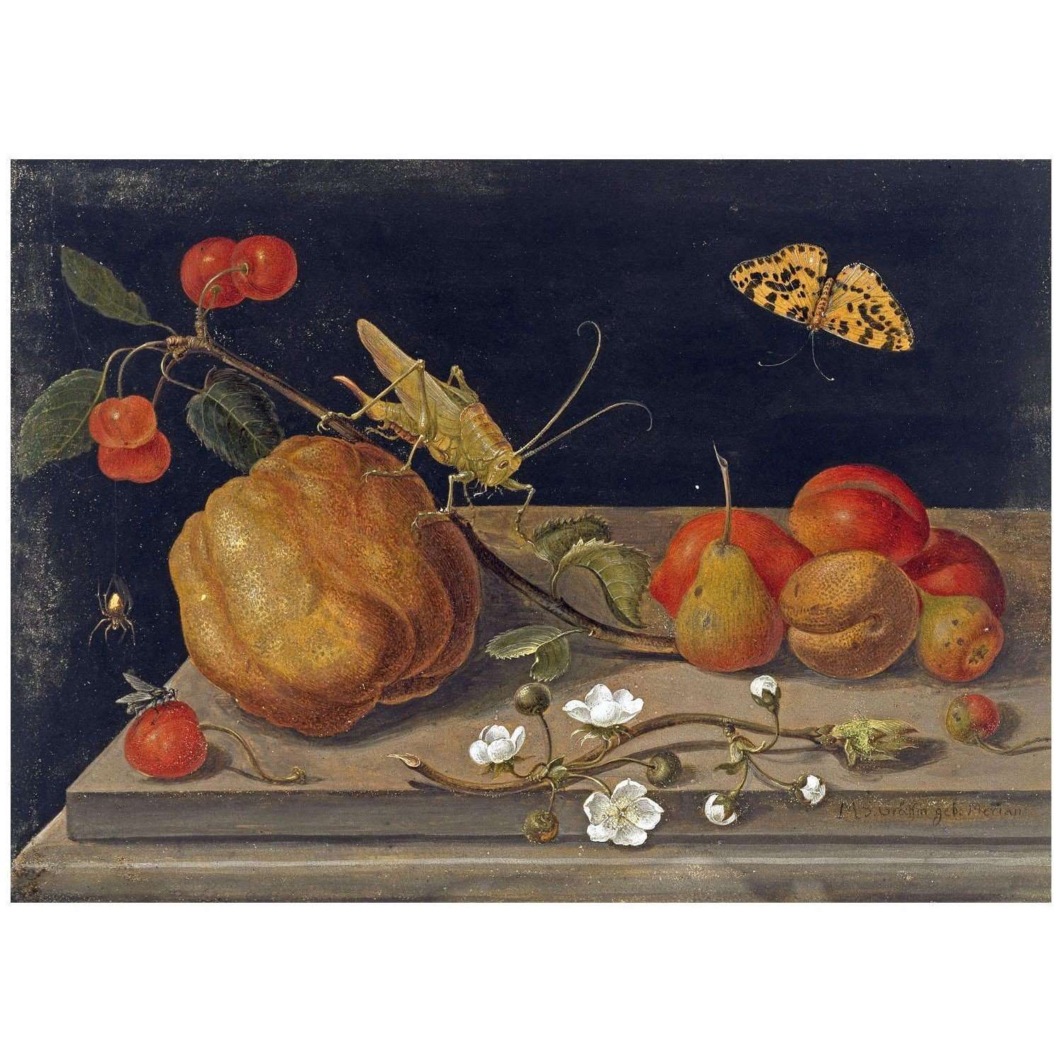 Maria Sibylla Merian. Stillleben mit Fruchten. 1680. Kupferstichkabinett Berlin