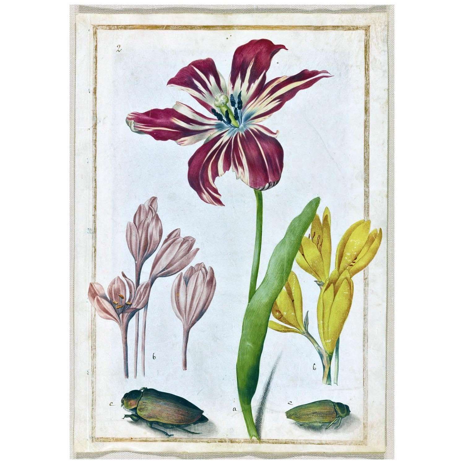  Maria Sibylla Merian. Tulpe und zwei Krokusse. 1690. St?del Museum Frankfurt