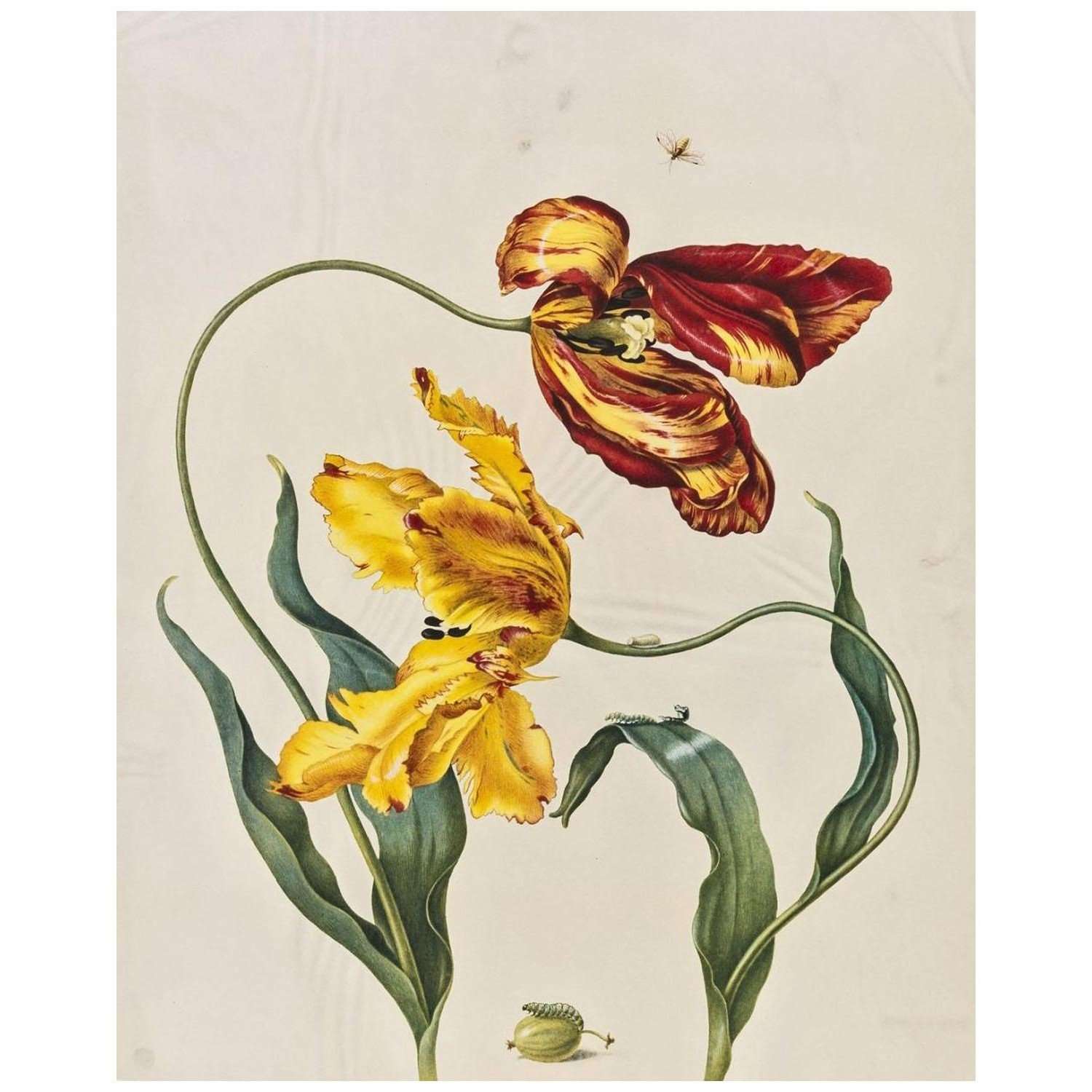  Maria Sibylla Merian. Tulipen. 1690. Archiv der Akademie Sankt-Petersburg
