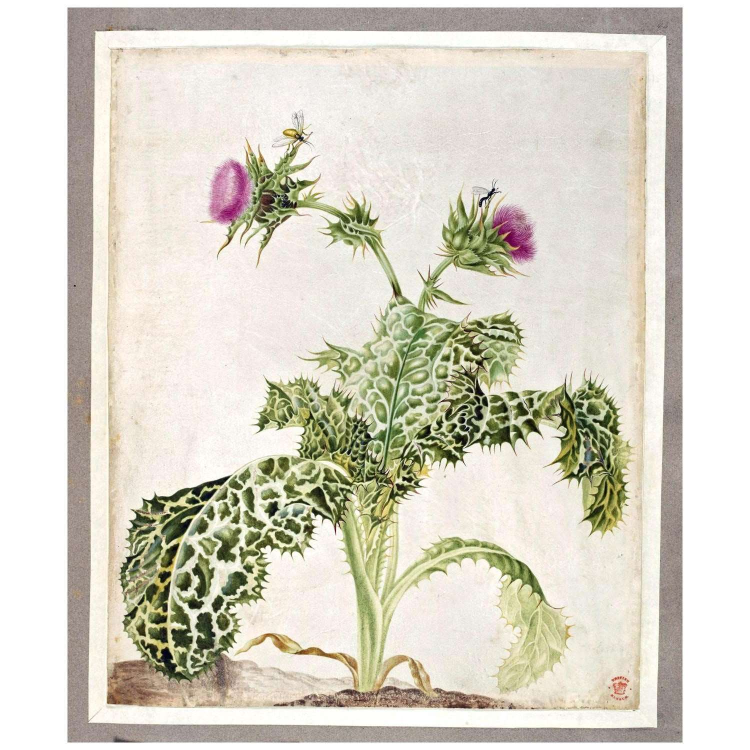  Maria Sibylla Merian. Europ?ische Insekten und Blumen, XLII. 1699. British Museum
