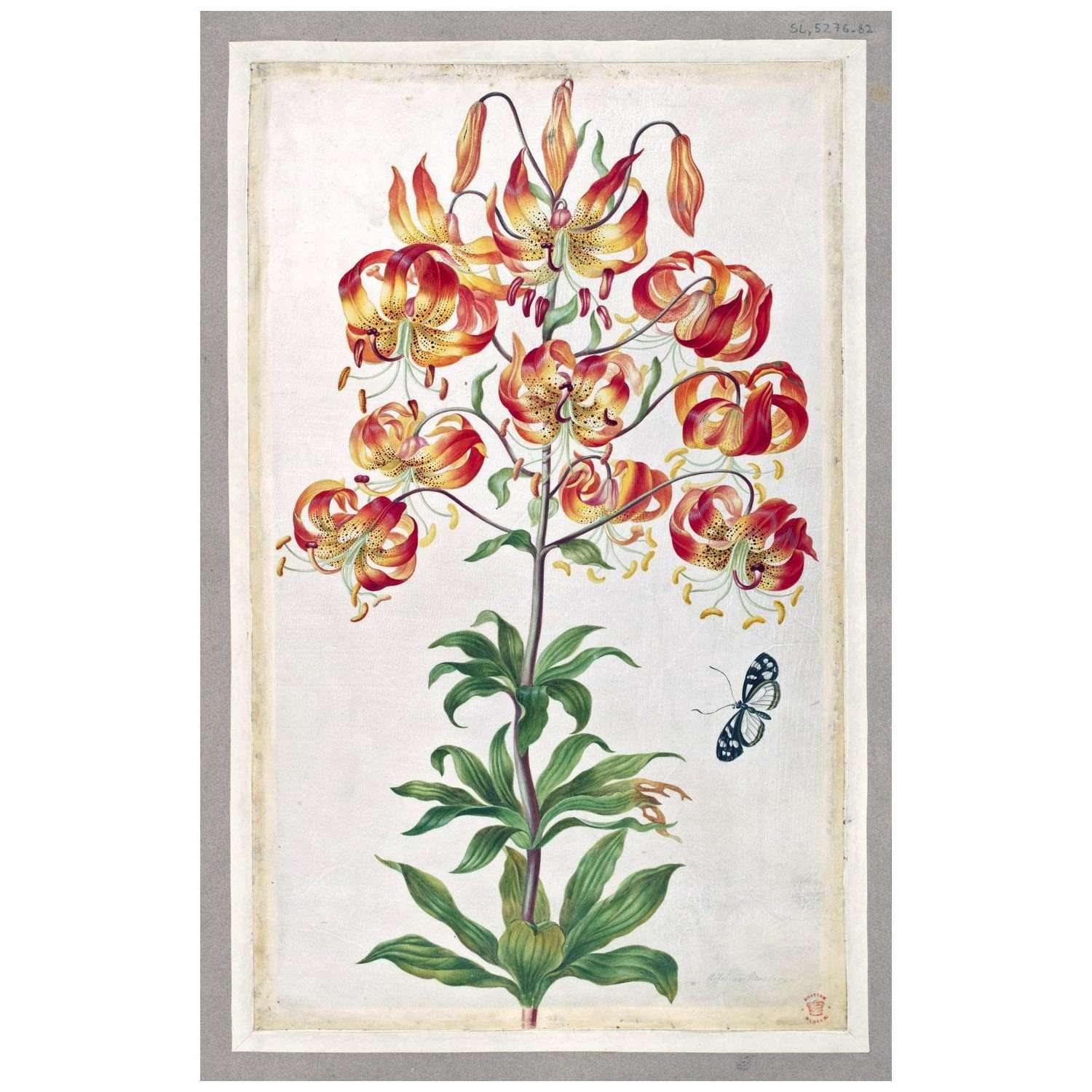  Maria Sibylla Merian. Europ?ische Insekten und Blumen, LXXXII. 1699. British Museum