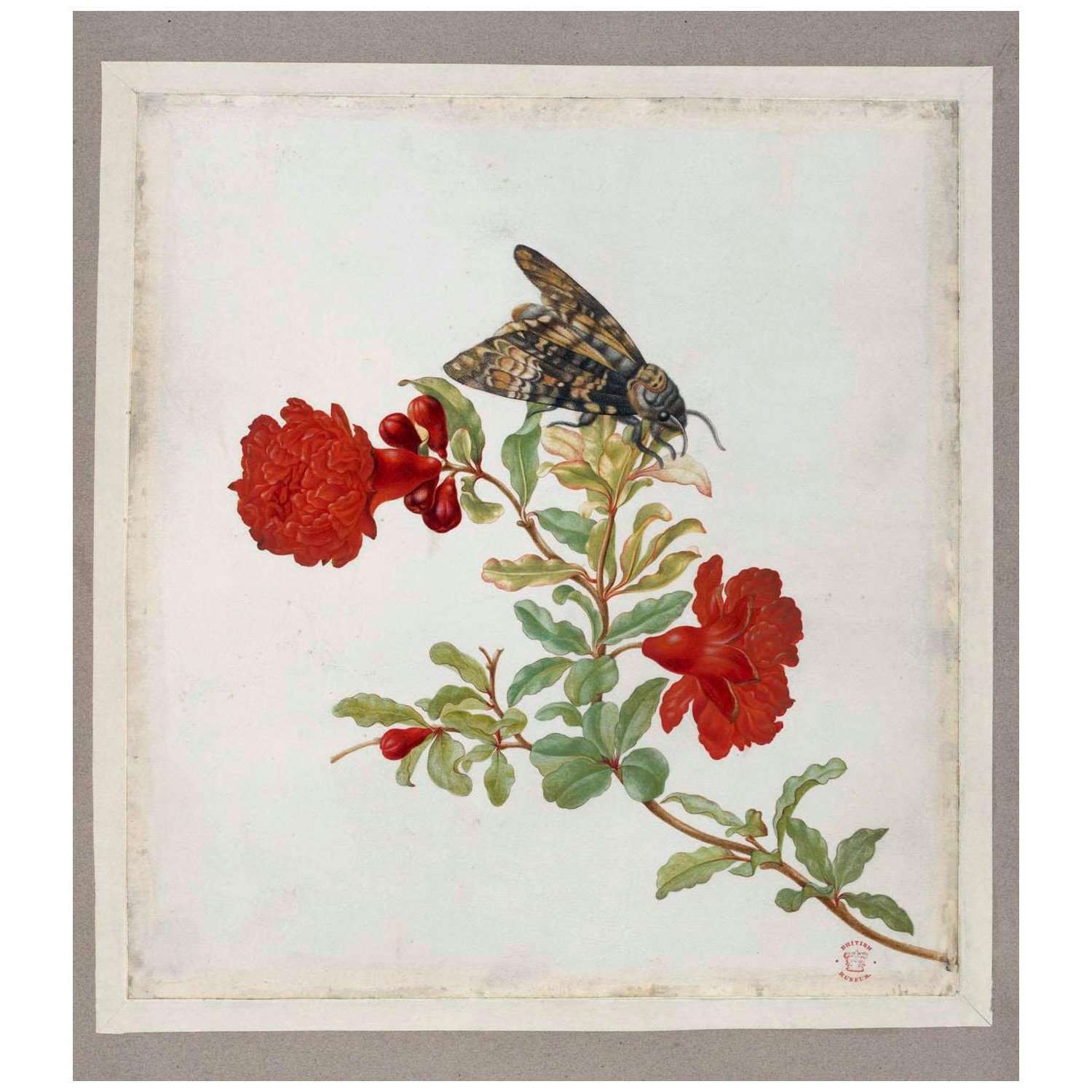  Maria Sibylla Merian. Europ?ische Insekten und Blumen, CLIX. 1699. British Museum