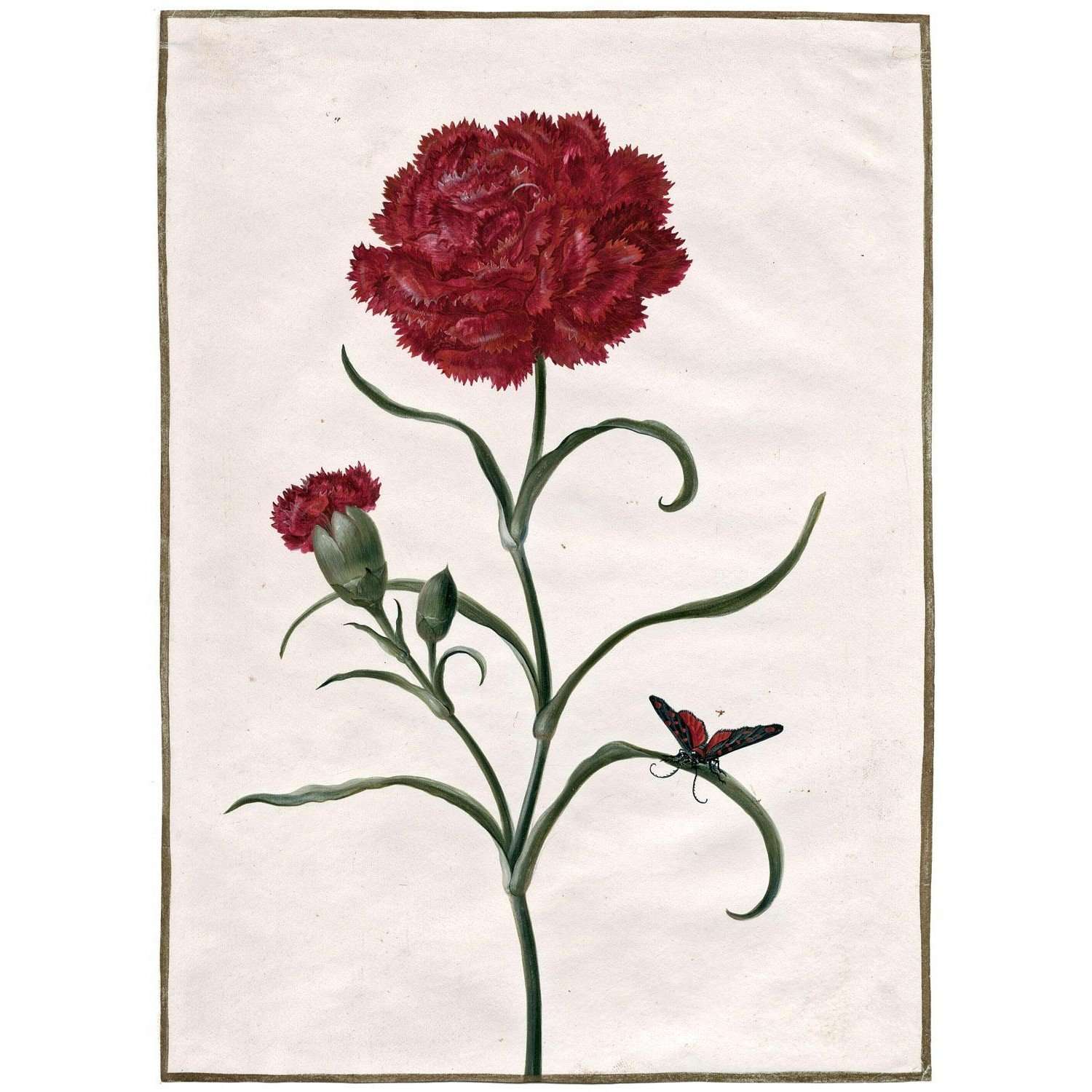  Maria Sibylla Merian. Rote Nelke mit Schmetterling. 1700. Universitat Leiden