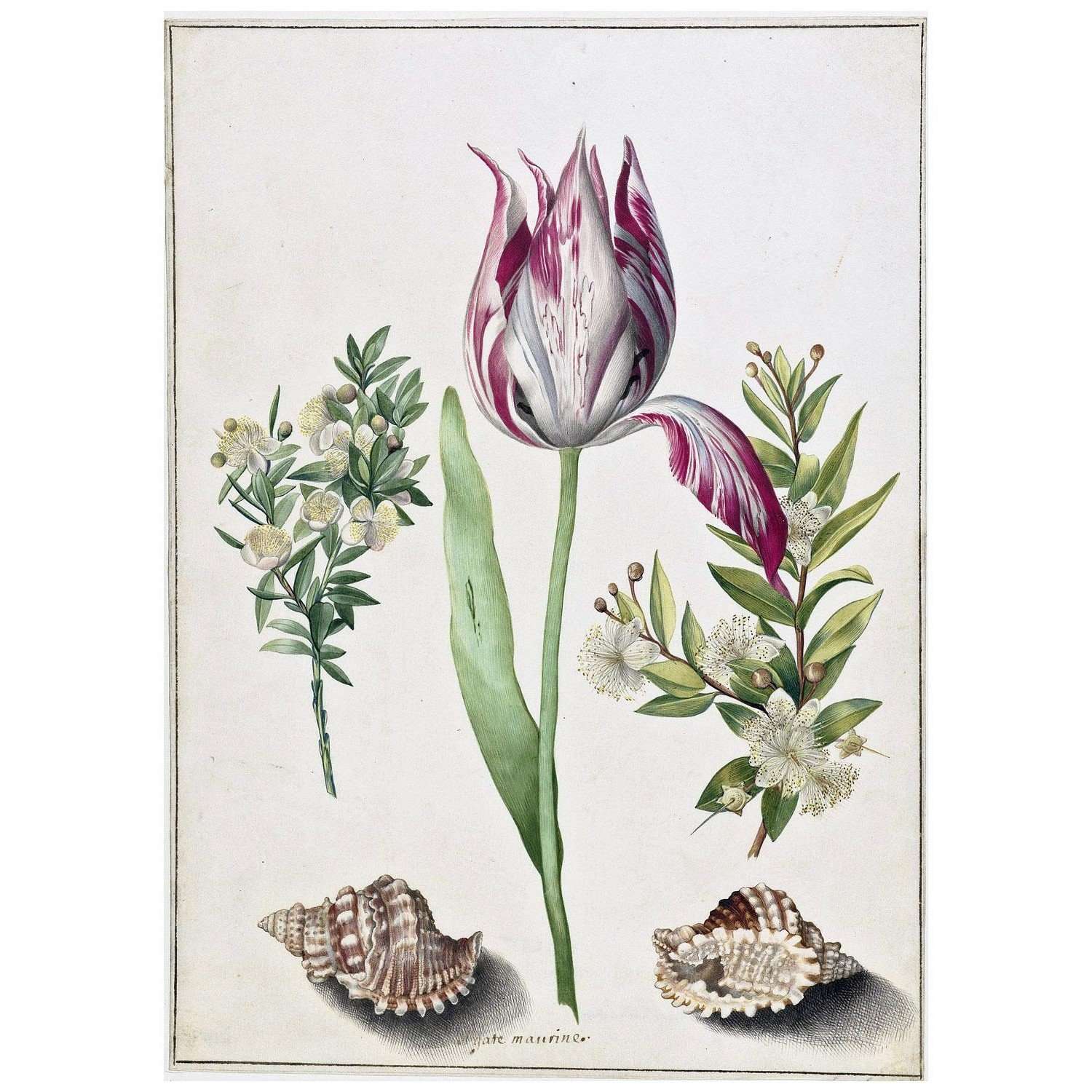 Maria Sibylla Merian. Tulpe und zwei Muscheln. 1700 Rijksmuseum Amsterdam