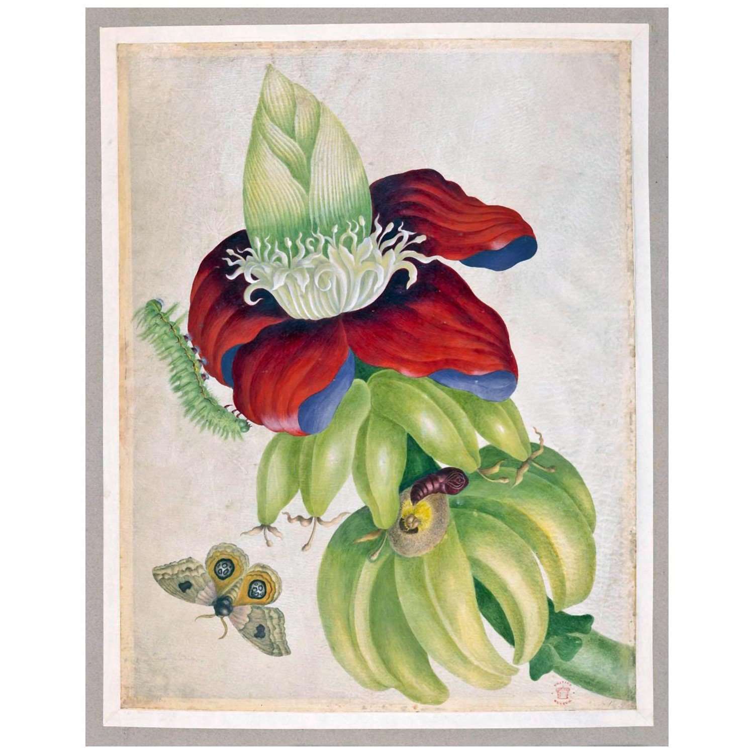  Maria Sibylla Merian. Surinamische Insekten. XII. 1701. British Museum