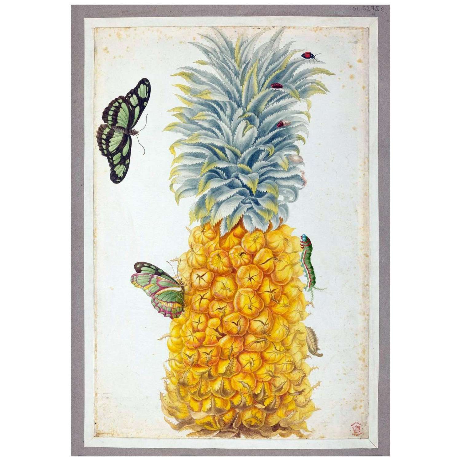  Maria Sibylla Merian. Surinamische Insekten. II. 1701. British Museum