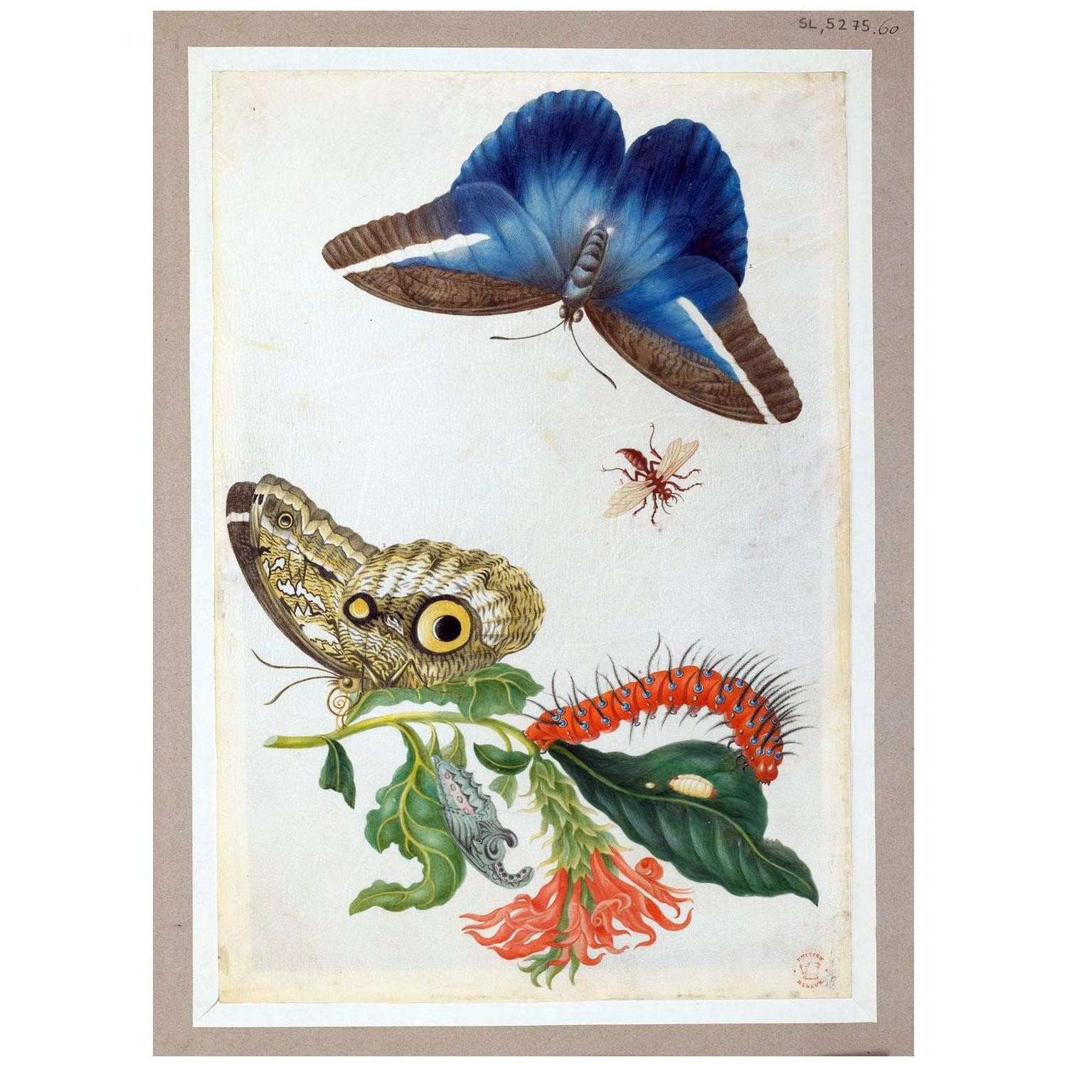 Maria Sibylla Merian. Surinamische Insekten. LX. 1701. British Museum