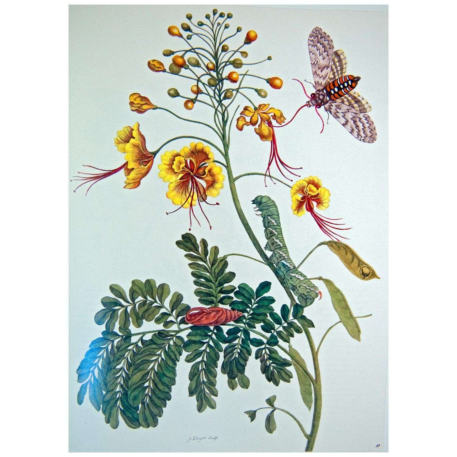  Maria Sibylla Merian. Metamorphosis insectorum Surinamensium, XLV. 1705