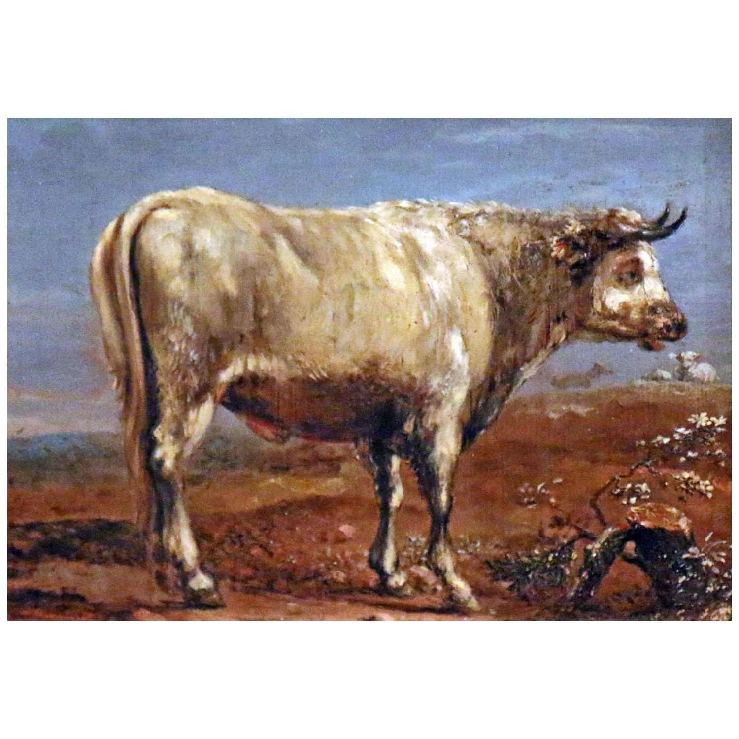  Paulus Potter. The White Bull. 1653. Musee Vouland Avignon