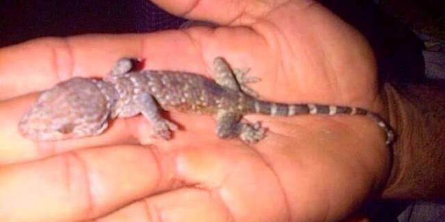 ���� ��������� - ���������� �� ������� �����