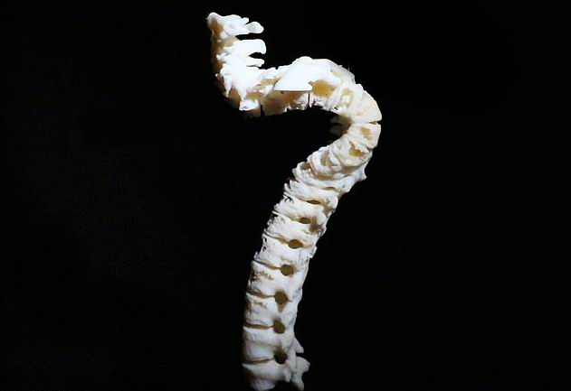 ���� ������� - ���������� �� ������� �����