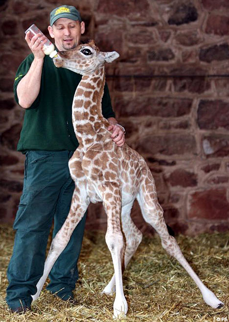 ��� �������� - ���������� �� ������� �����